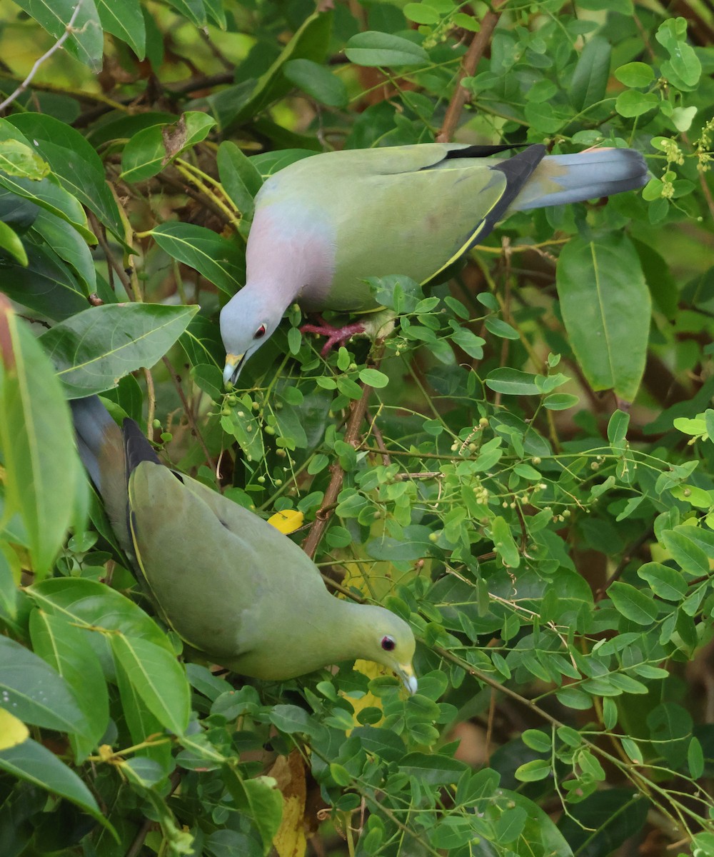 Pink-necked Green-Pigeon - ML647135197