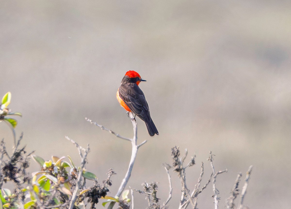 Vermilion Flycatcher - ML647135198