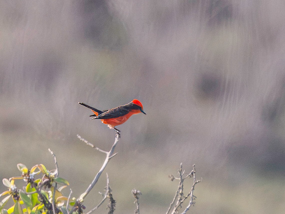 Vermilion Flycatcher - ML647135199