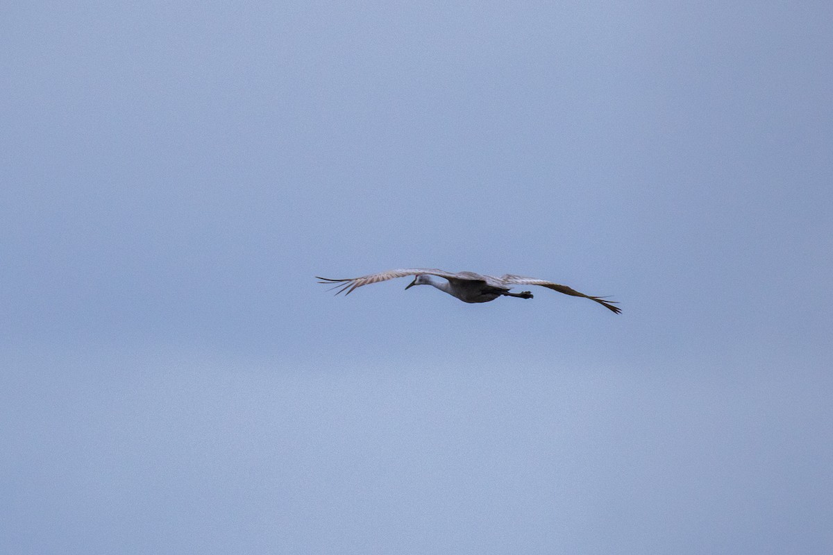 Sandhill Crane - ML647135204