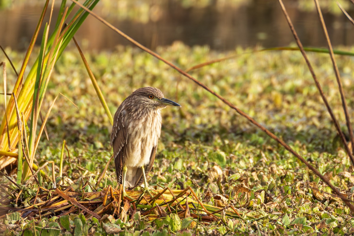 Black-crowned Night Heron - ML647135209