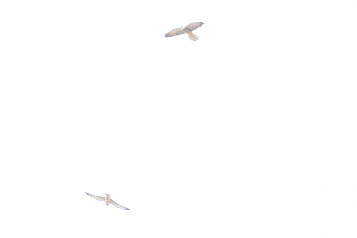 poštolka amurská - ML647135211