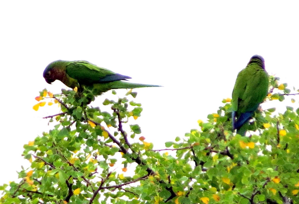 Brown-throated Parakeet (Colombian) - ML647135214