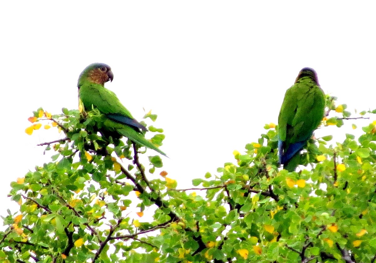 Brown-throated Parakeet (Colombian) - ML647135215