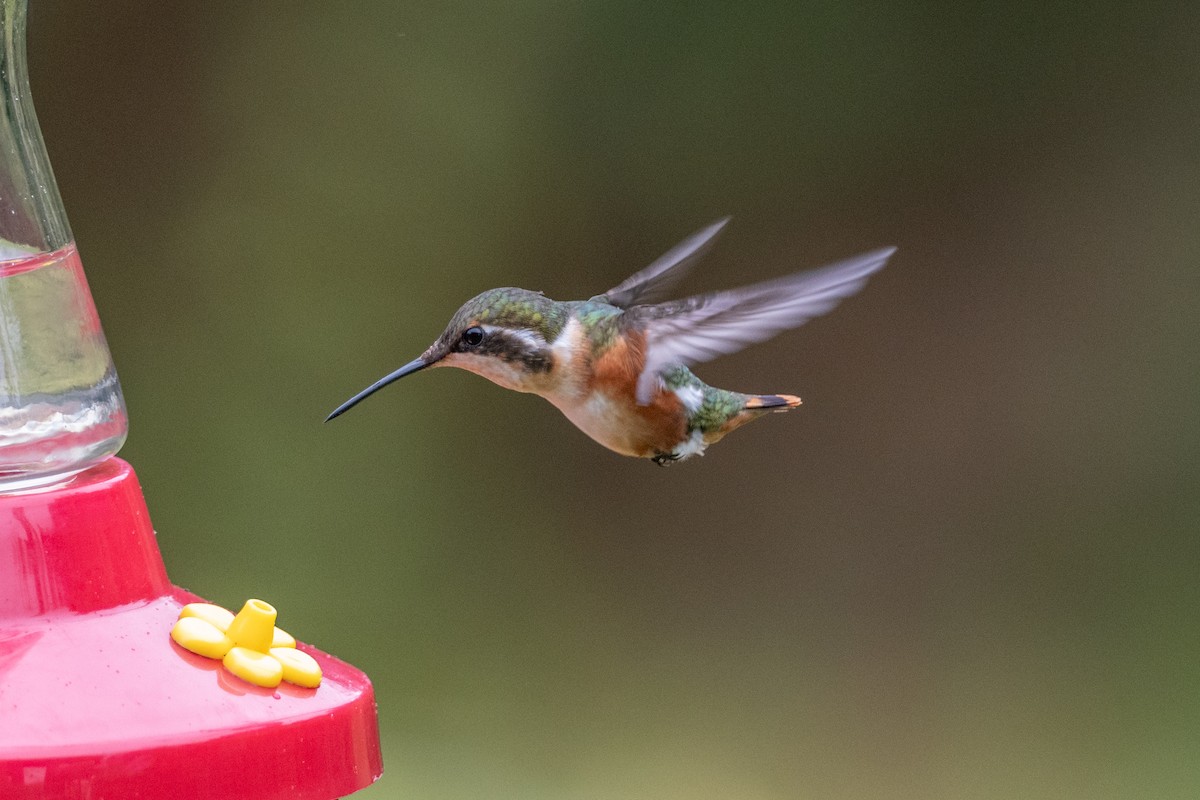 kalypta ostroocasá - ML647135217