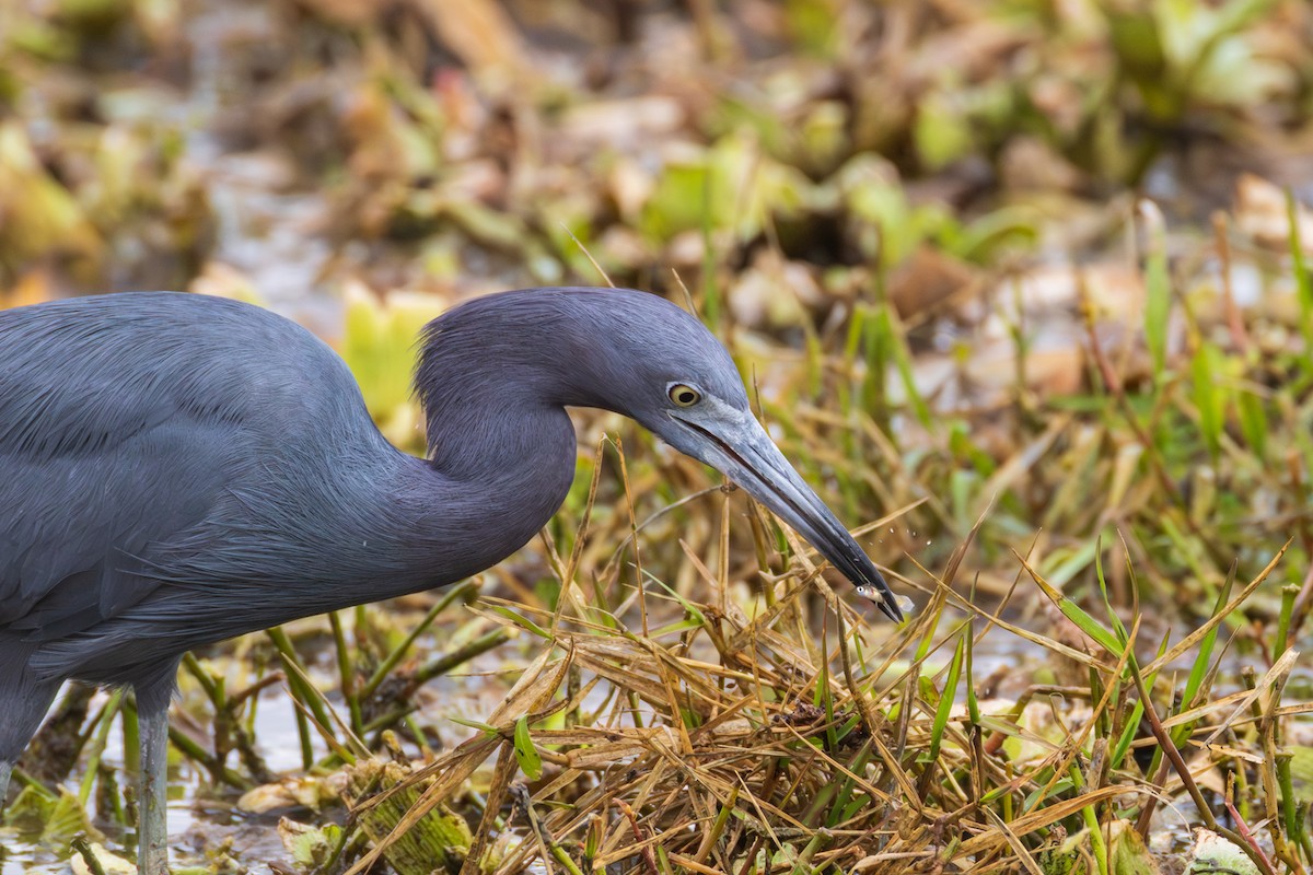 Little Blue Heron - ML647135218