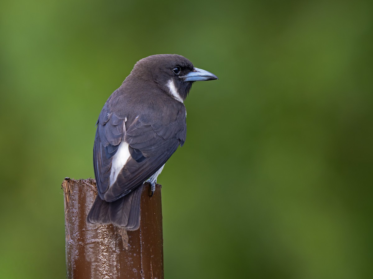 Фиджийский артам - ML647135219