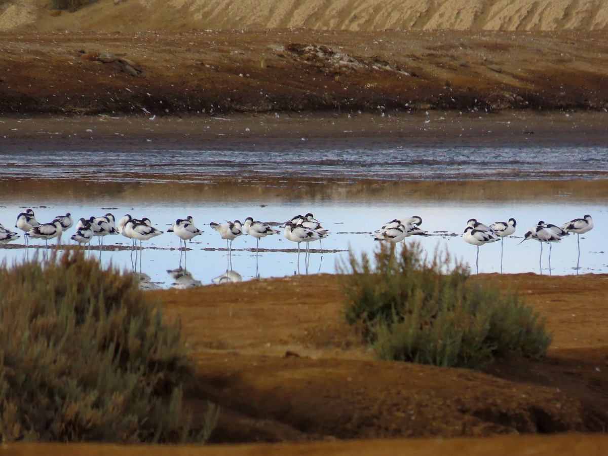 Шилоклювка - ML647135224