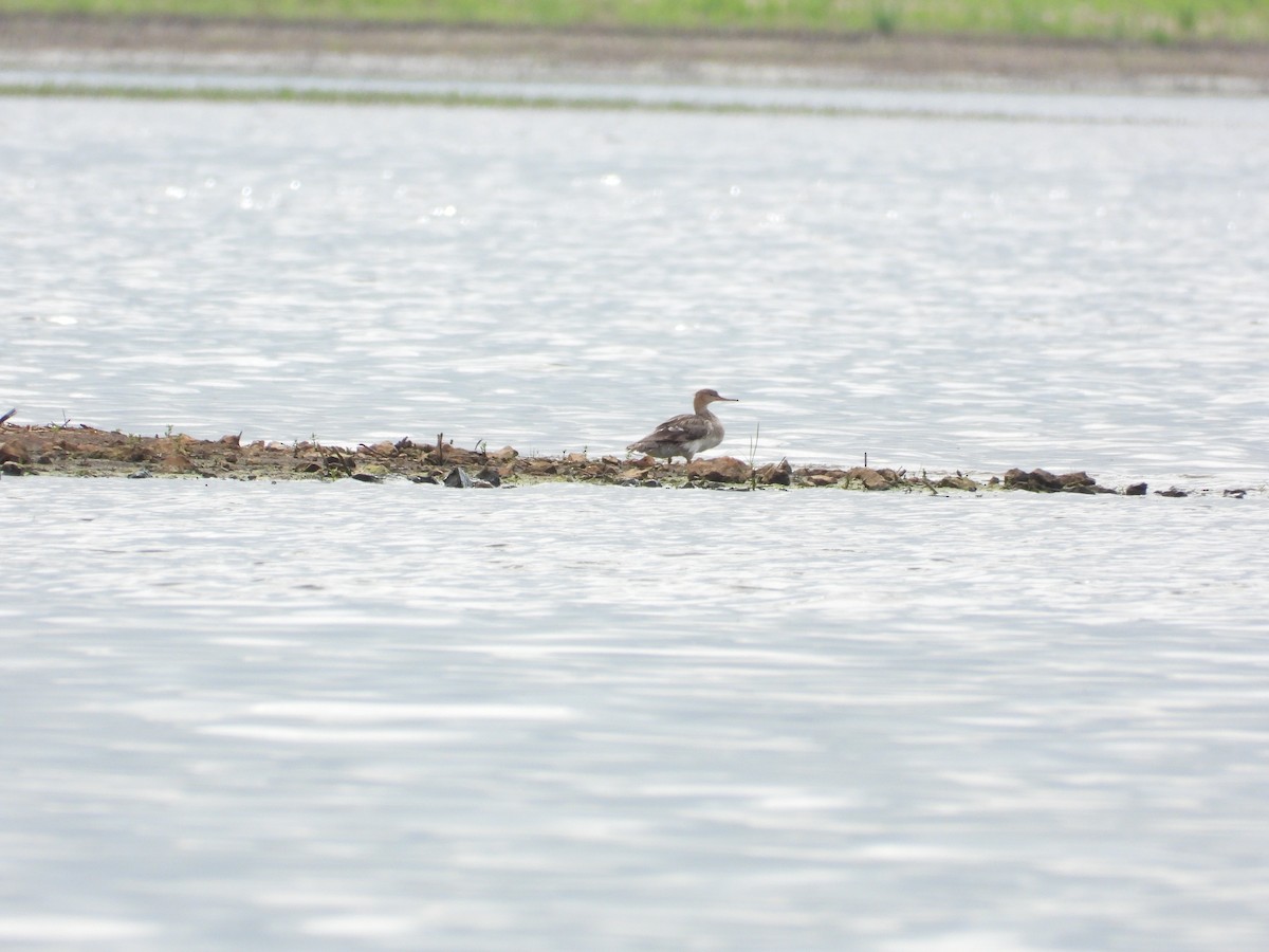 Длинноносый крохаль - ML647135225