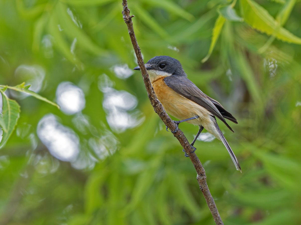 Фиджийская миагра - ML647135226