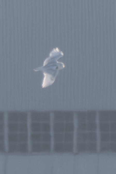 Белая сова - ML647135229