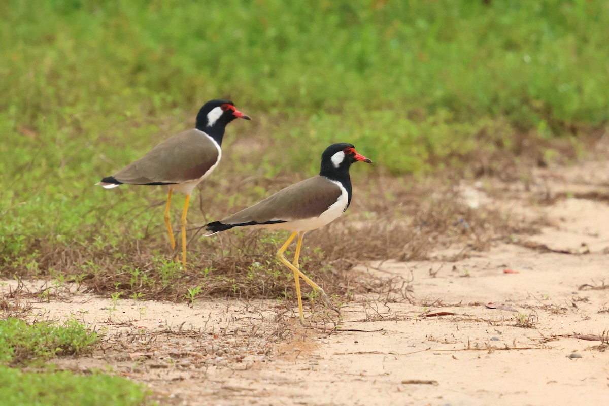 Red-wattled Lapwing - ML647135230