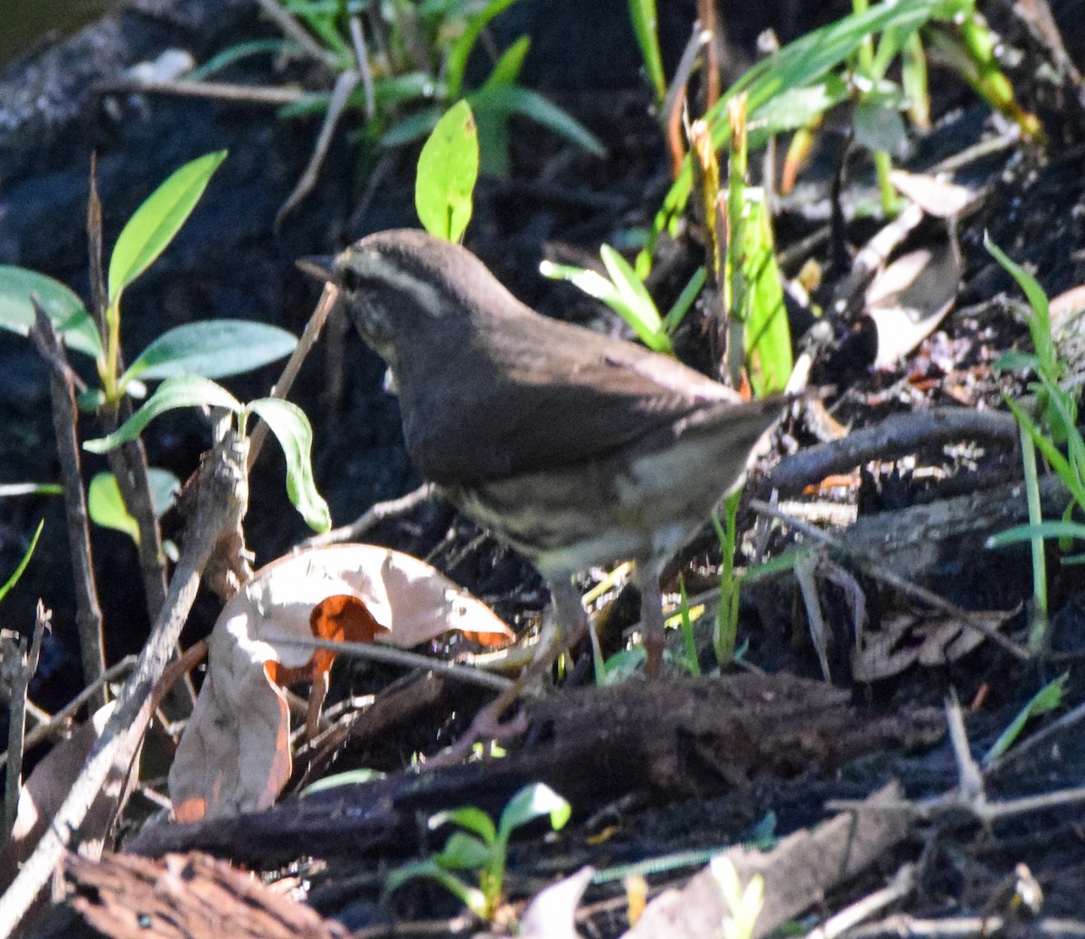 Northern Waterthrush - ML647135231