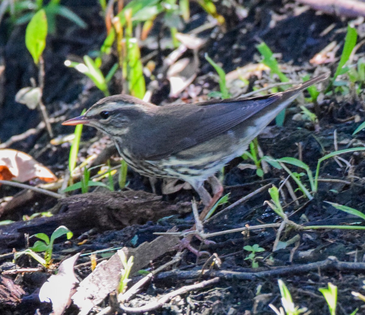 Northern Waterthrush - ML647135233