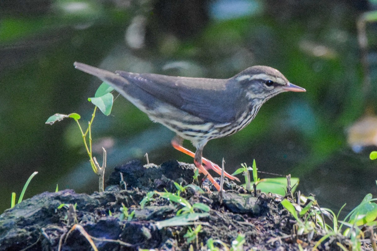 Northern Waterthrush - ML647135234
