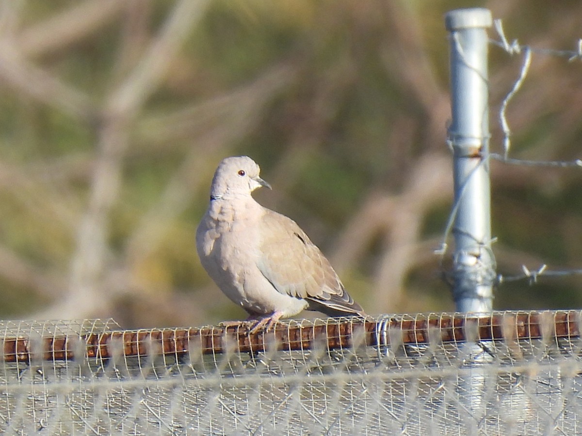 Eurasian Collared-Dove - ML647135235