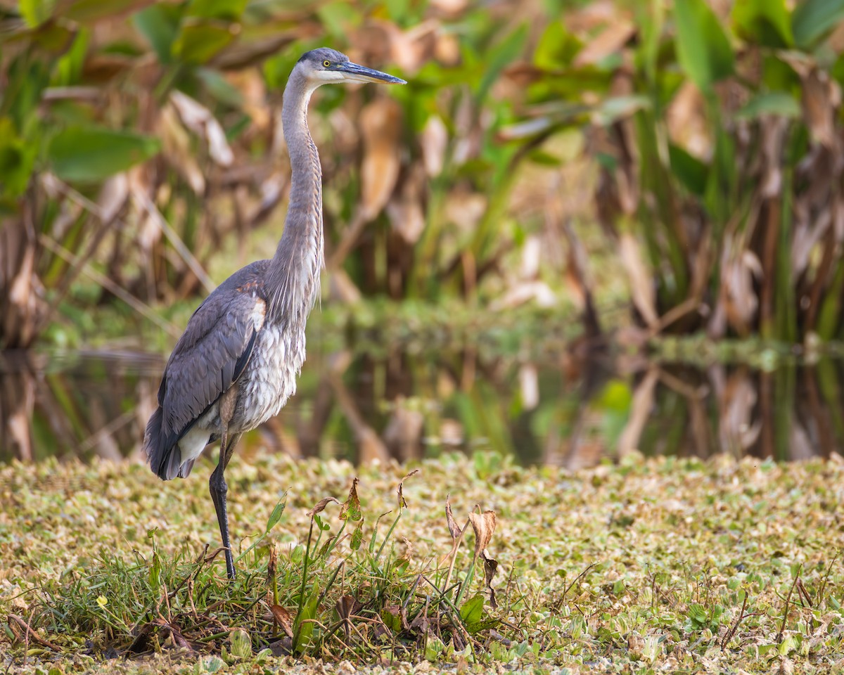 Great Blue Heron - ML647135239