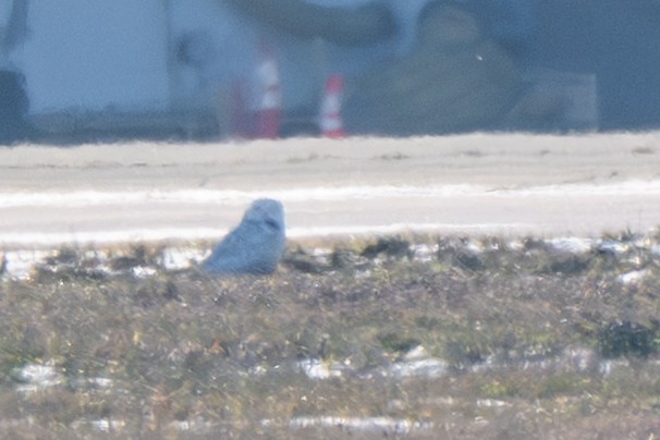Snowy Owl - ML647135241