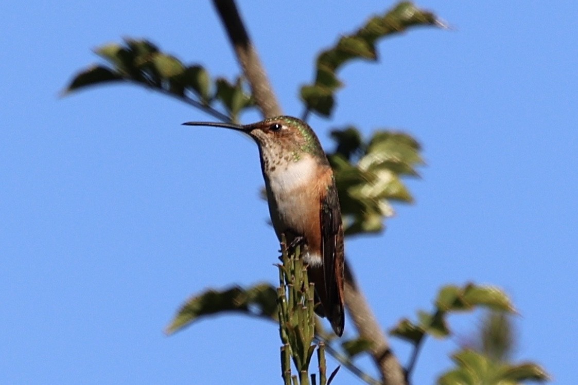 Rufous/Allen's Hummingbird - ML647135242