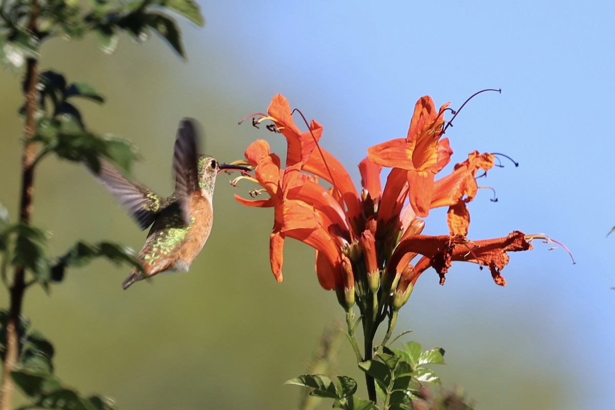 Rufous/Allen's Hummingbird - ML647135243