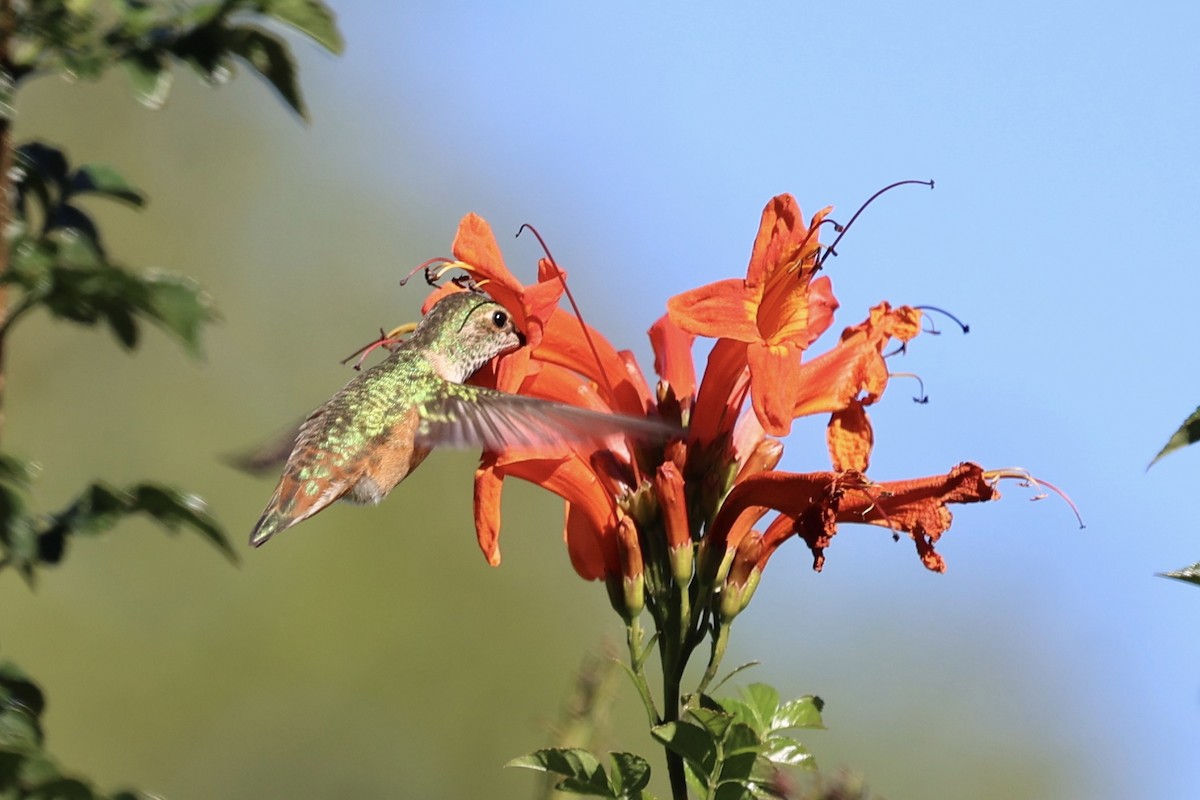 Rufous/Allen's Hummingbird - ML647135244