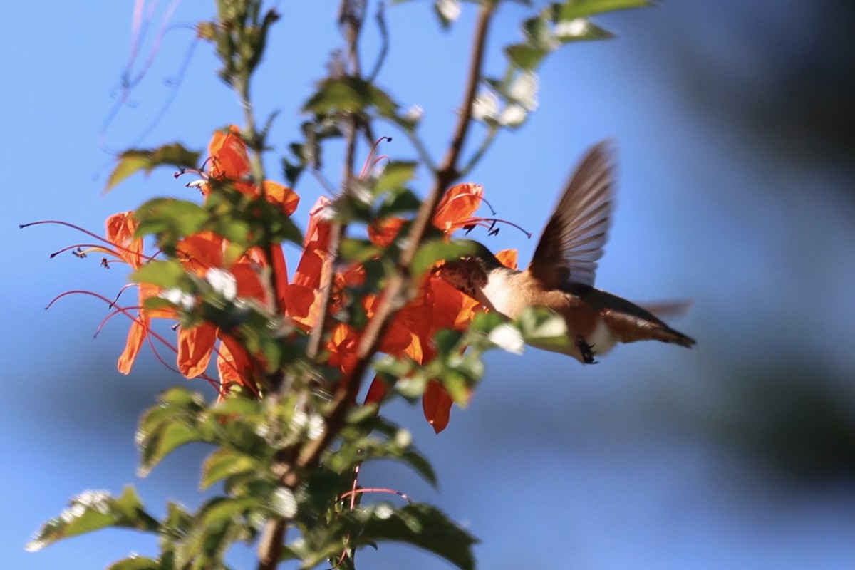 Rufous/Allen's Hummingbird - ML647135245