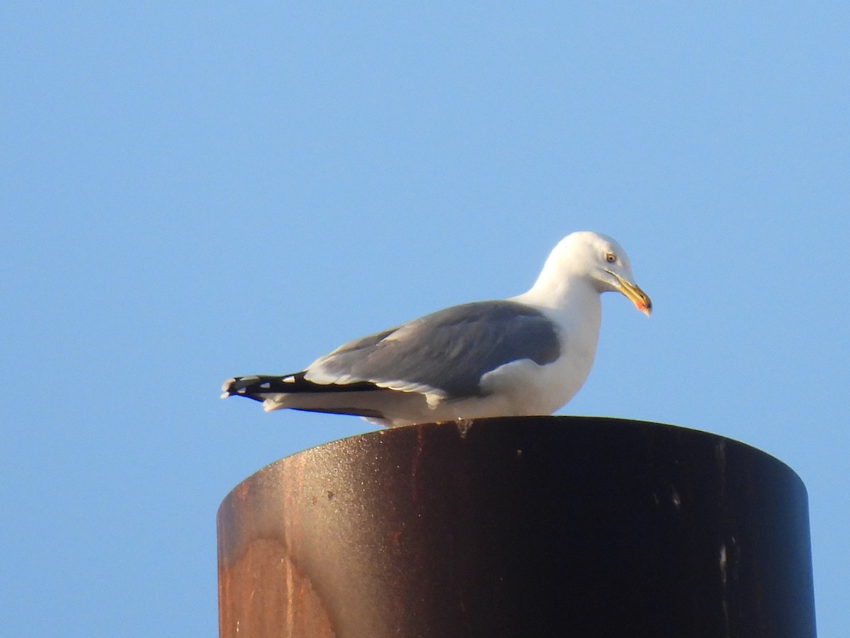 Yellow-legged Gull - ML647135246