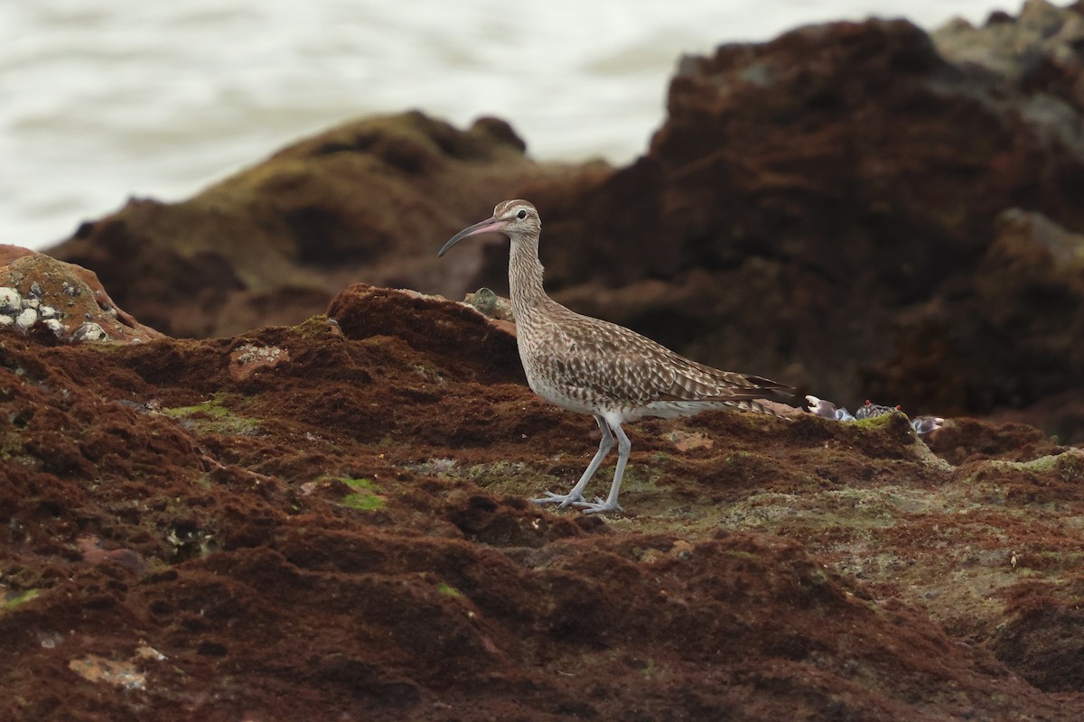 Eurasian Whimbrel - ML647135247