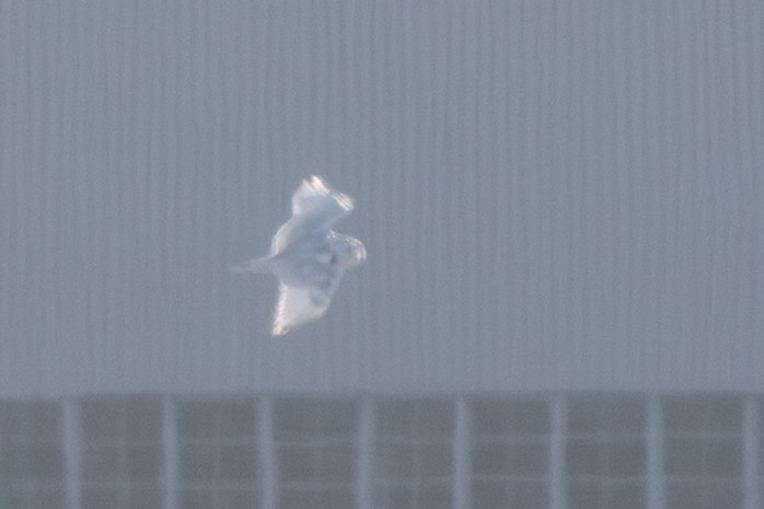 Snowy Owl - ML647135248