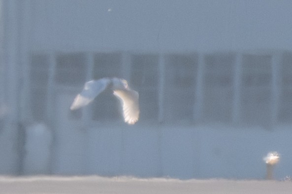 Snowy Owl - ML647135250