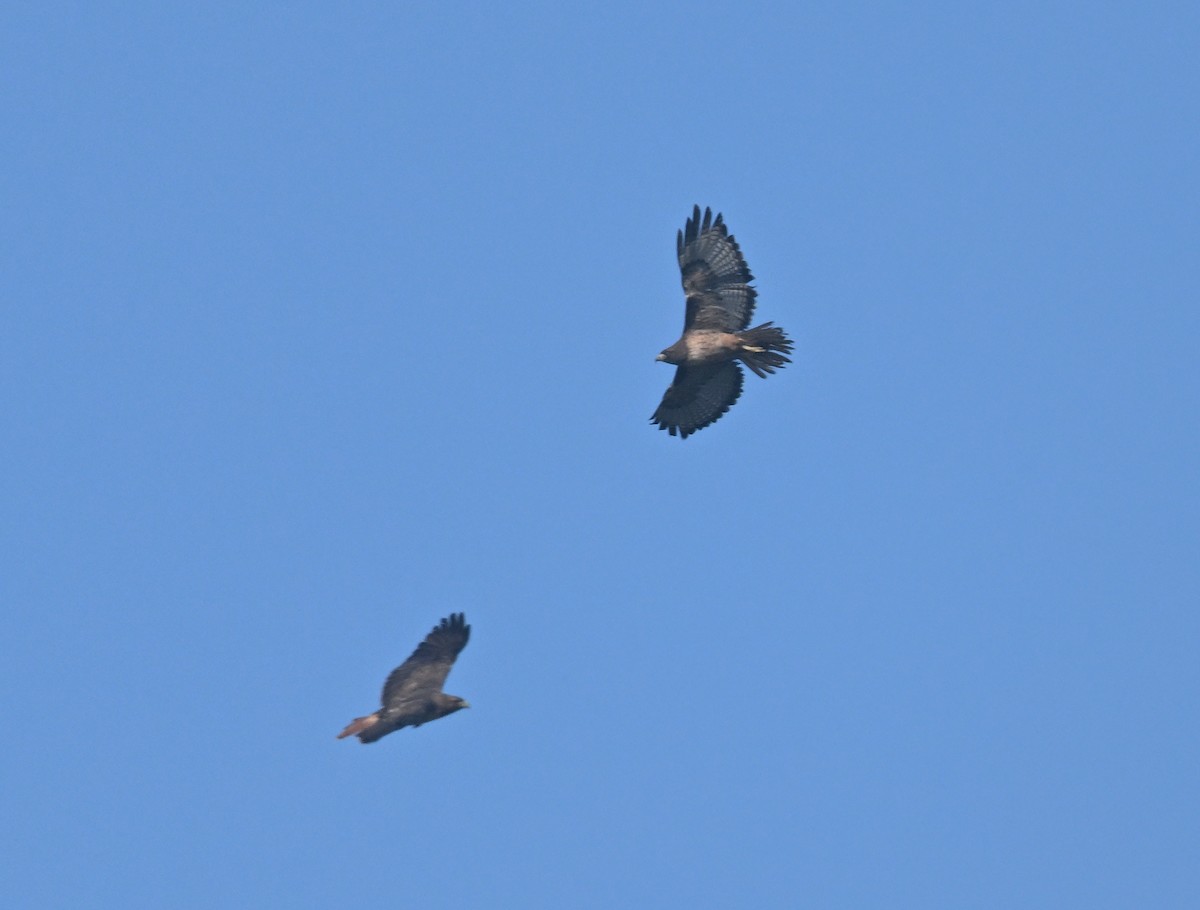 Red-tailed Hawk - ML647135251