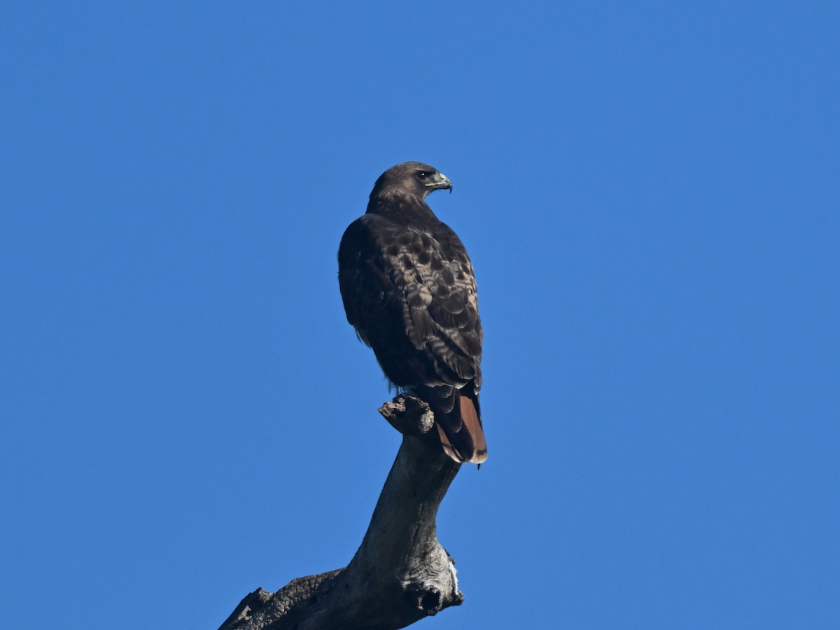 Red-tailed Hawk - ML647135252