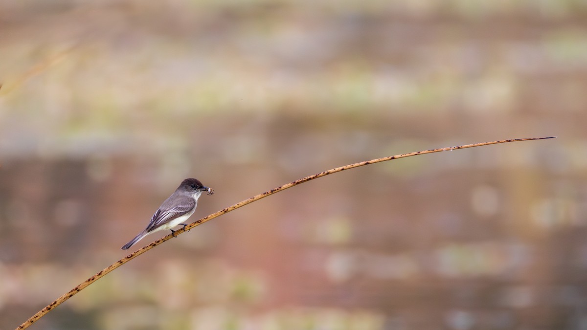 Eastern Phoebe - ML647135253