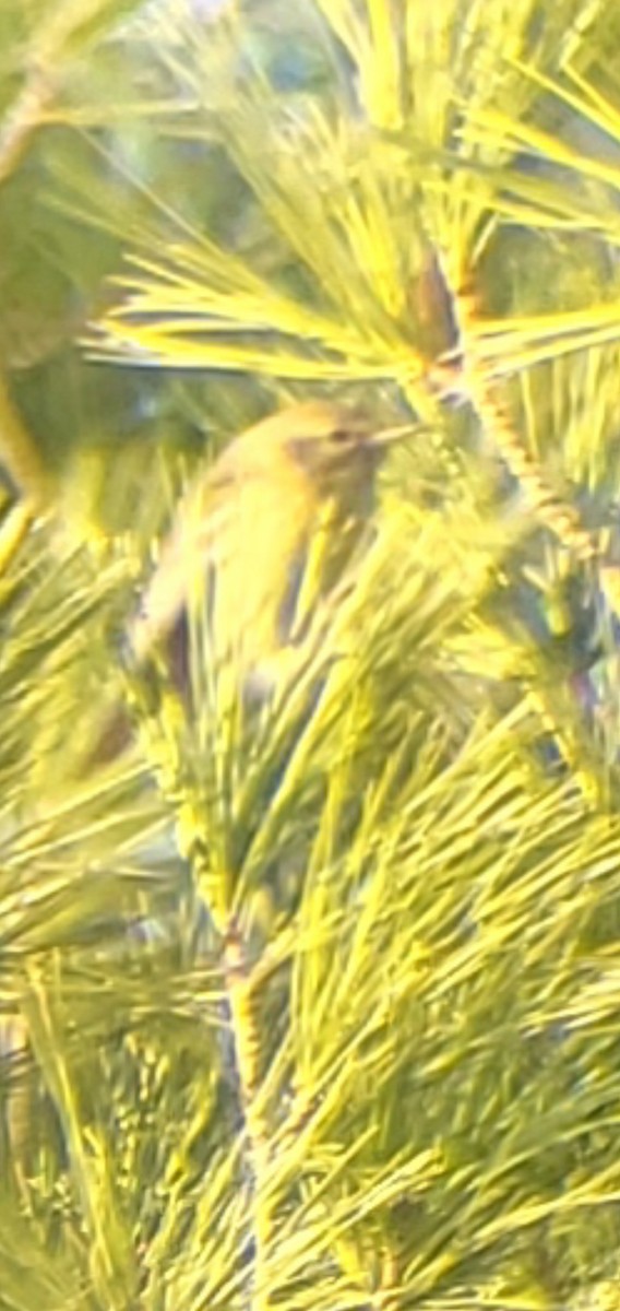 Pine Warbler - ML647135254