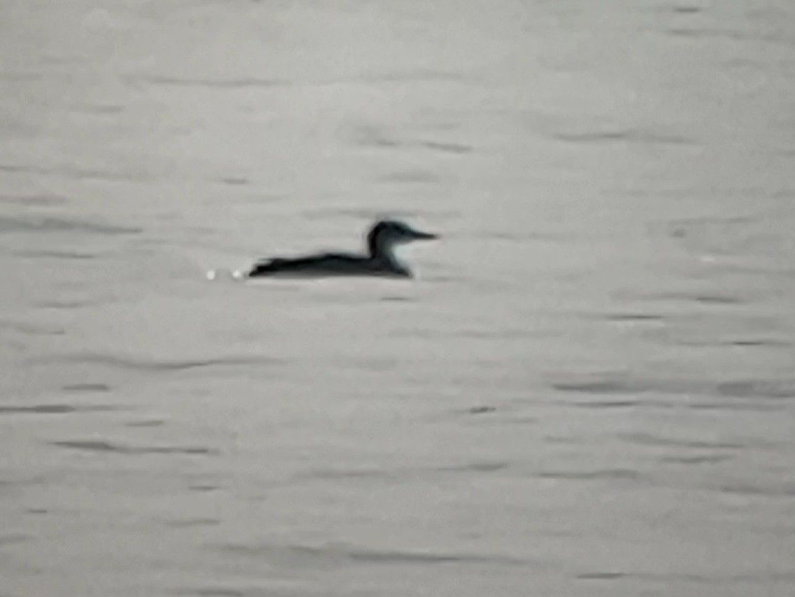 Common Loon - ML647135257