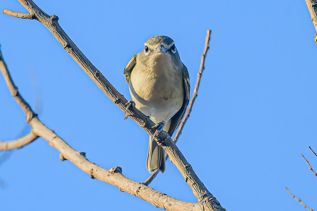 Blue-headed Vireo - ML647135258