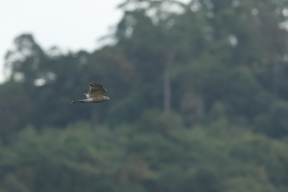 Shikra - ML647135263