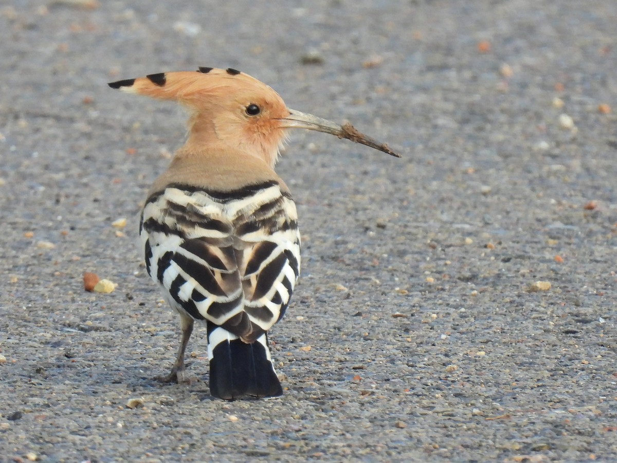 Common Hoopoe - ML647135264