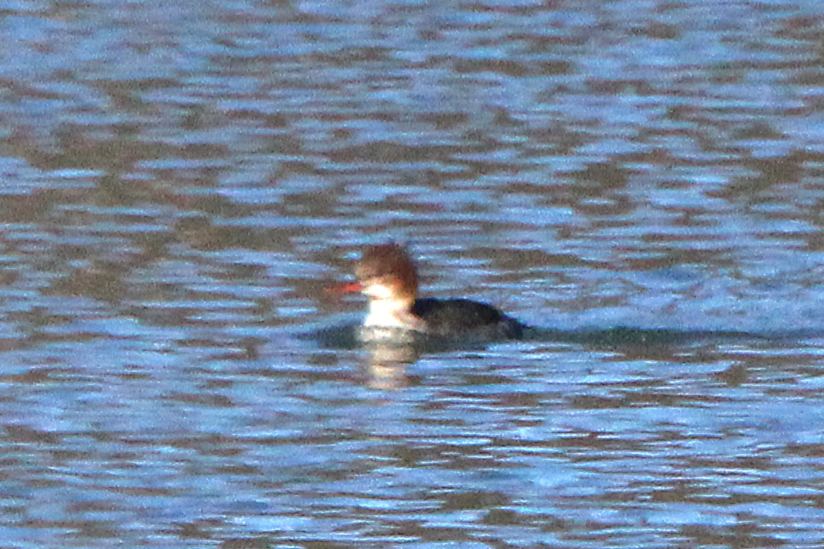 Red-breasted Merganser - ML647135268