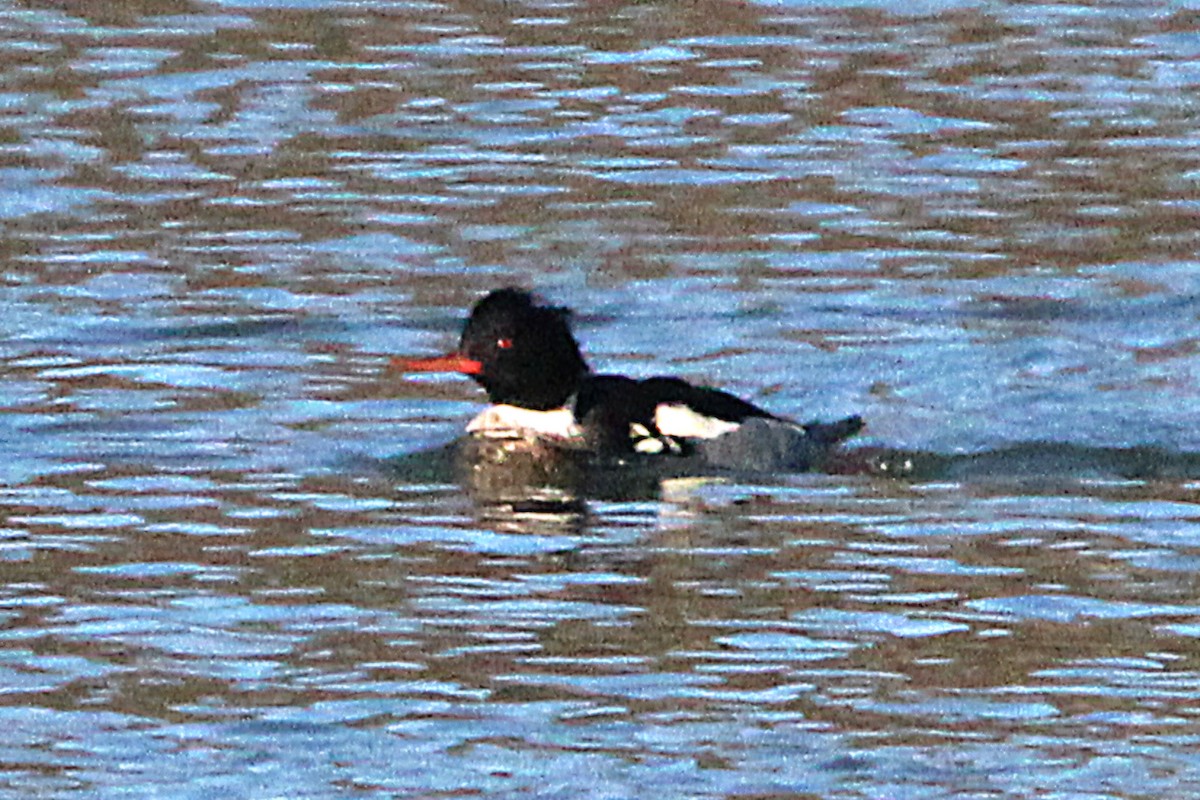 Red-breasted Merganser - ML647135269