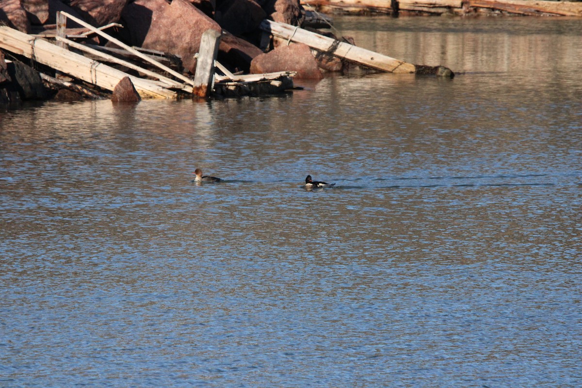 ウミアイサ - ML647135270