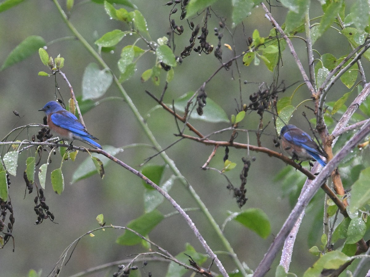 Western Bluebird - ML647135271