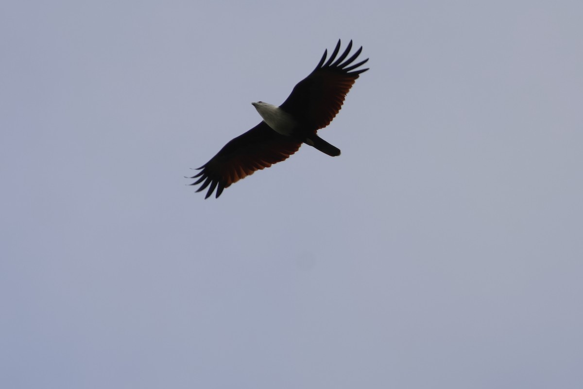 Brahminy Kite - ML647135273