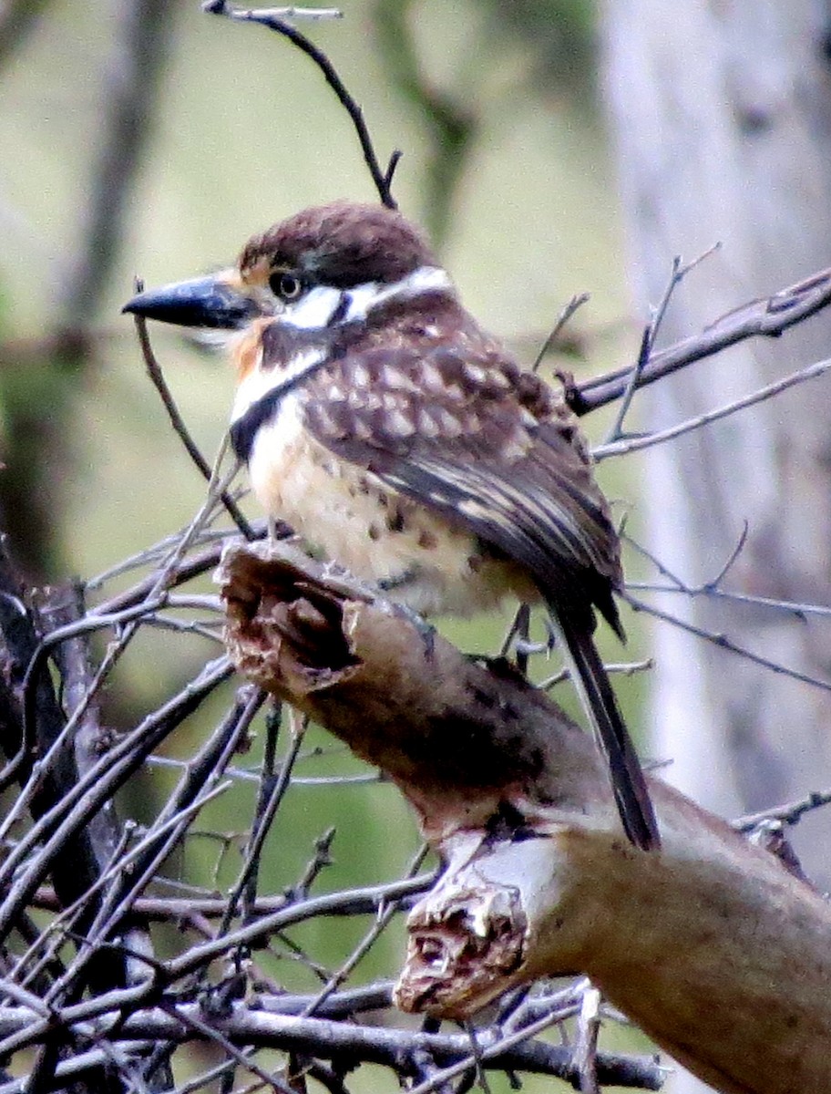 Russet-throated Puffbird - ML647135290
