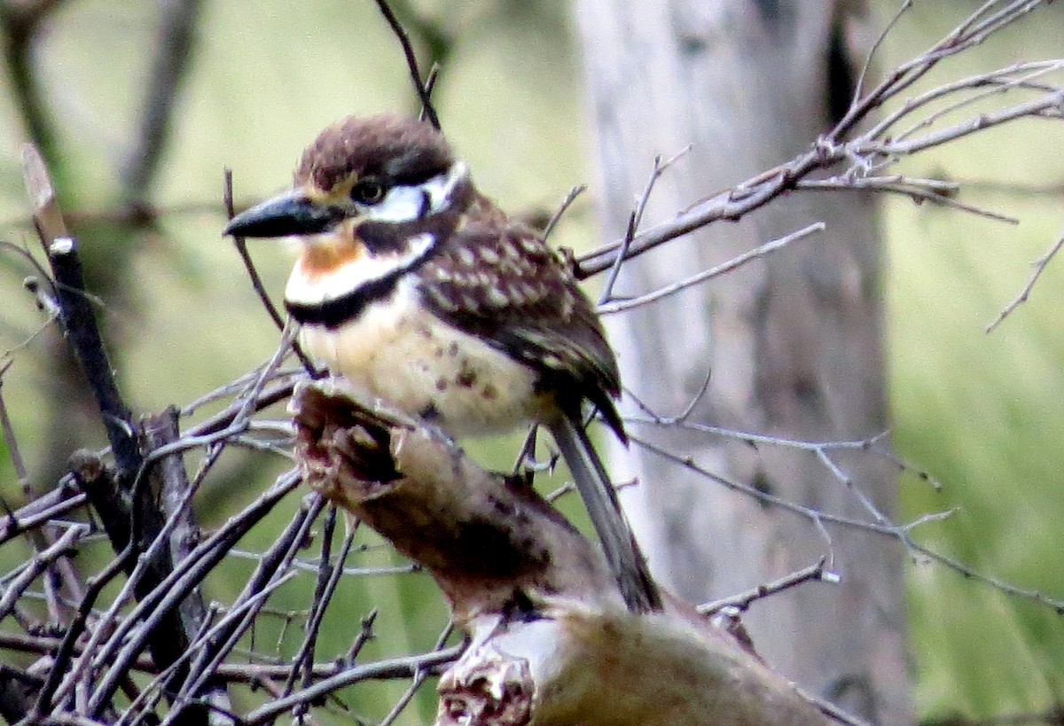 Russet-throated Puffbird - ML647135291