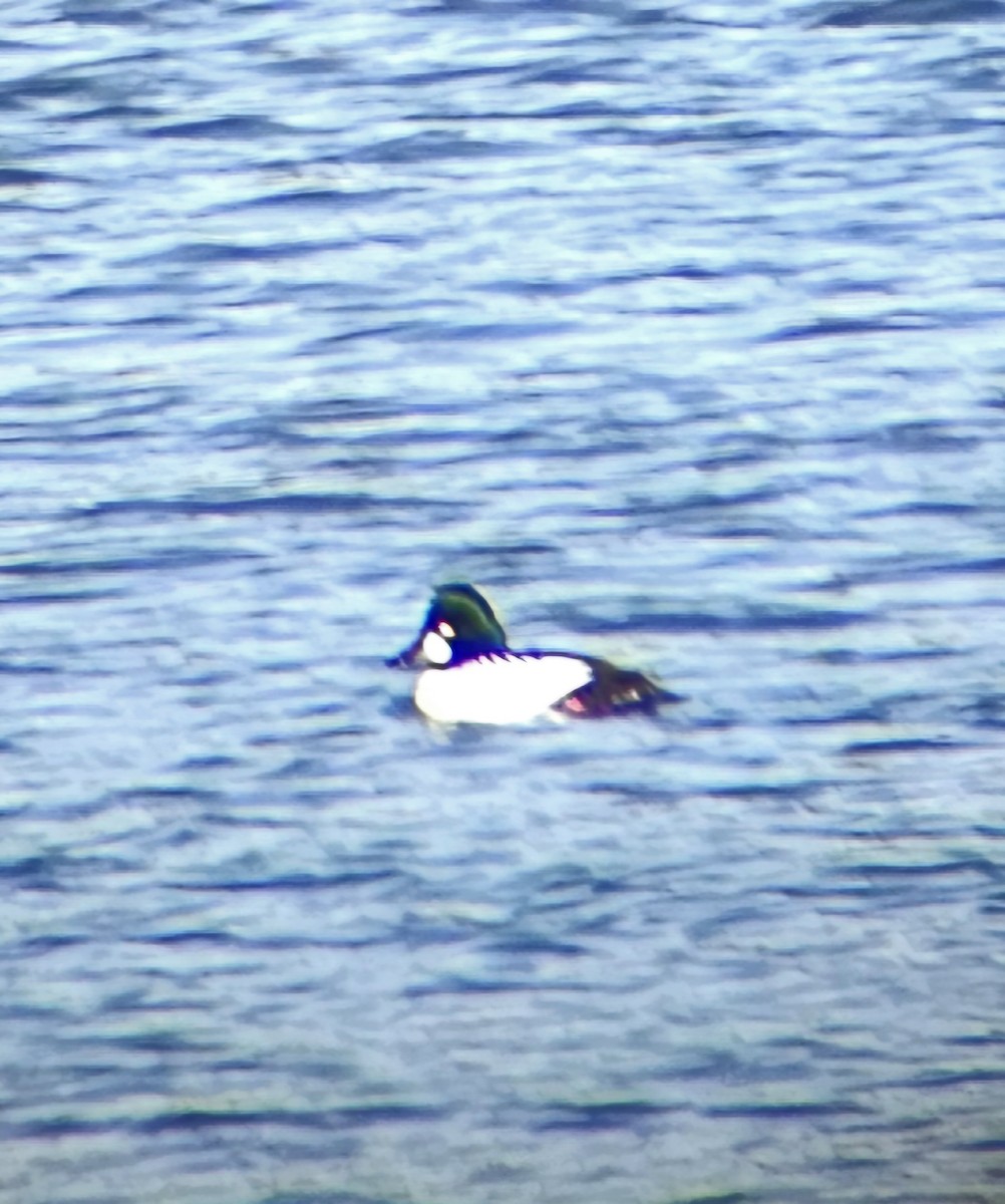 ホオジロガモ - ML647135296