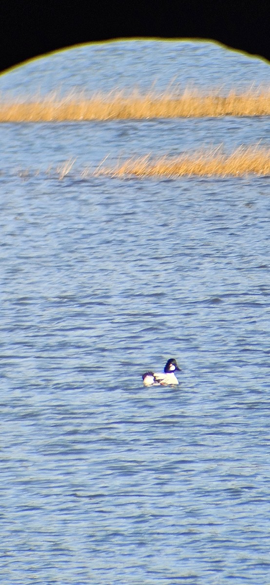 ホオジロガモ - ML647135297