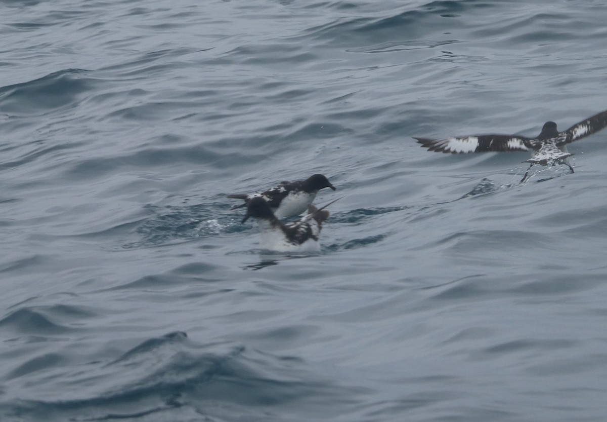 マダラフルマカモメ - ML647135309