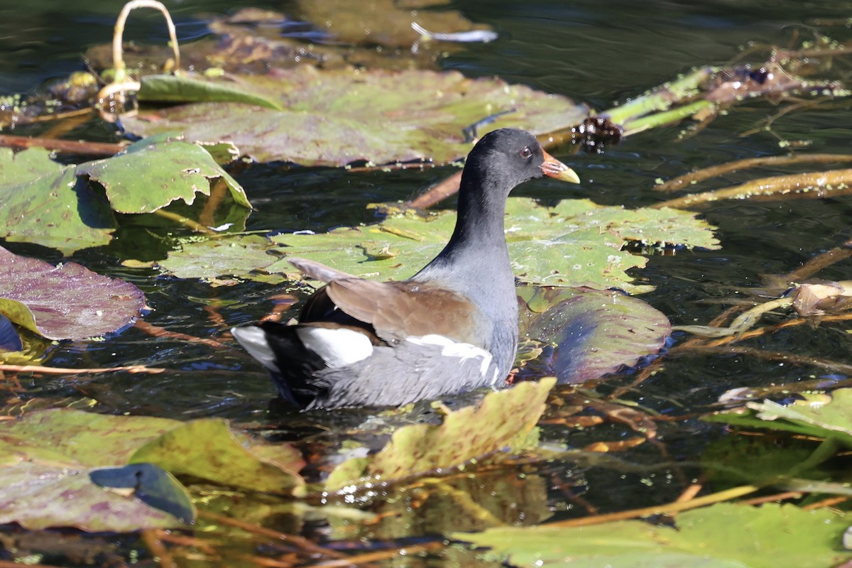 Uroilo amerikarra - ML647135314