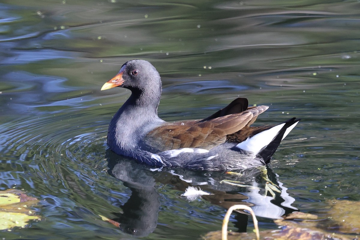 Uroilo amerikarra - ML647135316